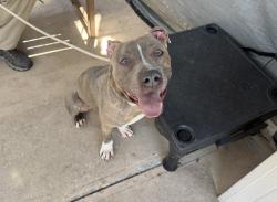 Shelter Stray Male Dog last seen Richmond Terrace, STATEN ISLAND, NY, 10301, Staten Island, NY 10309