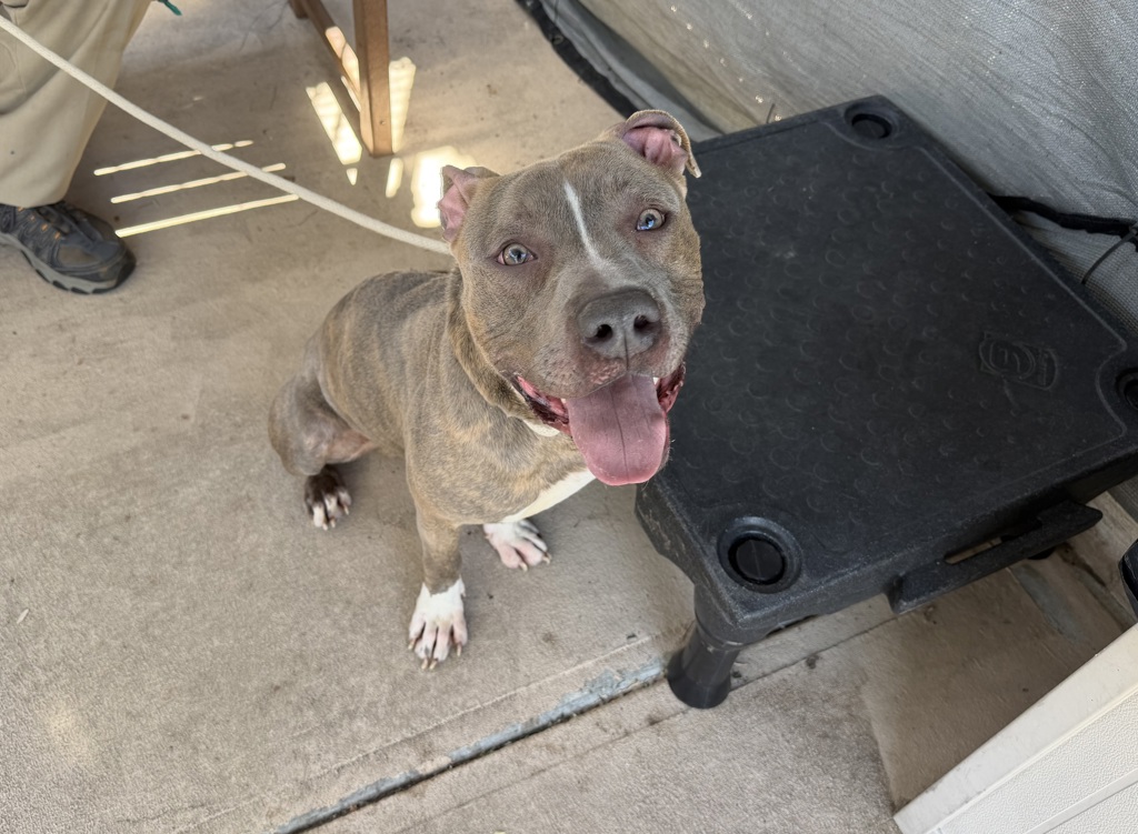 Shelter Stray Male Dog last seen Richmond Terrace, STATEN ISLAND, NY, 10301, Staten Island, NY 10309