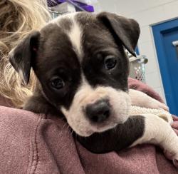 Shelter Stray Female Dog last seen w 27th ave & youngfield st, Lakewood, CO, 80215, Golden, CO 80401