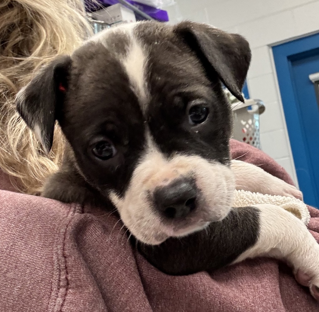Shelter Stray Female Dog last seen w 27th ave & youngfield st, Lakewood, CO, 80215, Golden, CO 80401