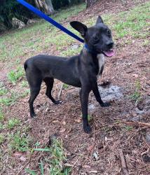 Found/Stray Male Dog last seen Lourdes Drive West, Jacksonville, FL 32210