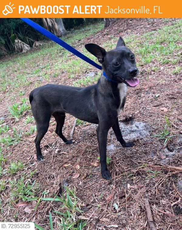 Found/Stray Male Dog last seen Lourdes Drive West, Jacksonville, FL 32210