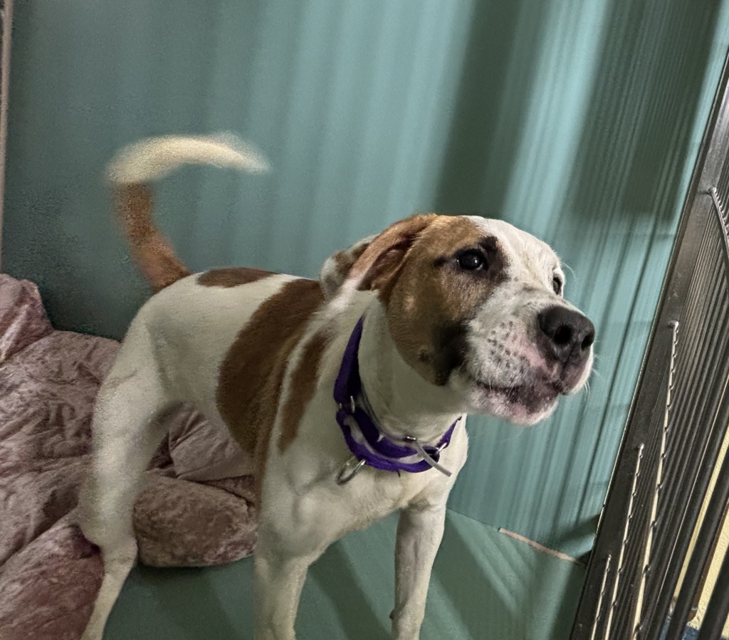 Shelter Stray Male Dog last seen Near Laconia Avenue, BRONX, NY, 10466, New York, NY 10029