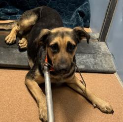 Shelter Stray Male Dog last seen Near Palm, Imperial Beach, CA, 91932, San Diego, CA 92110