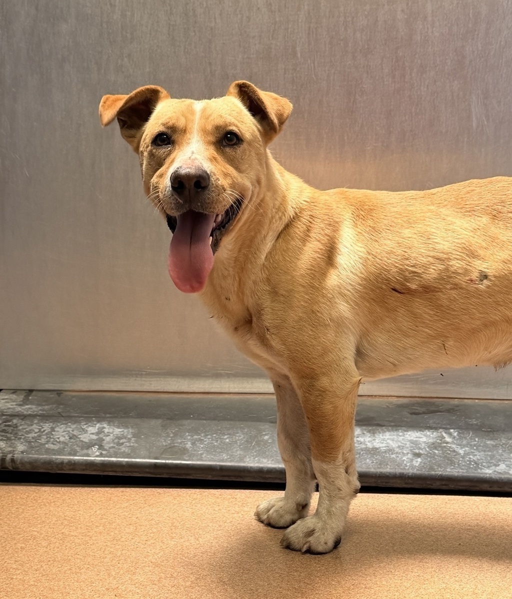 Shelter Stray Male Dog last seen Near Palm, Imperial Beach, CA, 91932, San Diego, CA 92110