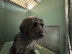 Shelter Stray Female Dog last seen 58th Street, WOODSIDE, NY, 11377, New York, NY 10029