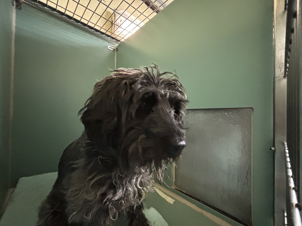 Shelter Stray Female Dog last seen 58th Street, WOODSIDE, NY, 11377, New York, NY 10029
