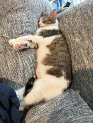 Lost Female Cat last seen Theralite trl, San Antonio, TX 78253