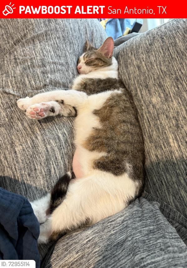 Lost Female Cat last seen Theralite trl, San Antonio, TX 78253