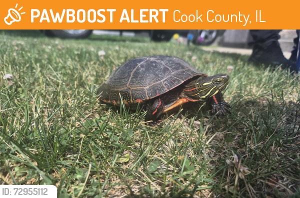 Found/Stray Unknown Other last seen Haldemann ave, Cook County, IL 60621