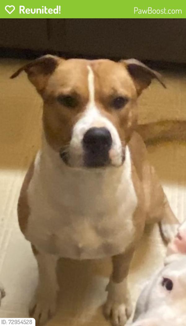 Reunited Male Dog last seen West Wiley Bridge rd, Woodstock, GA 30188