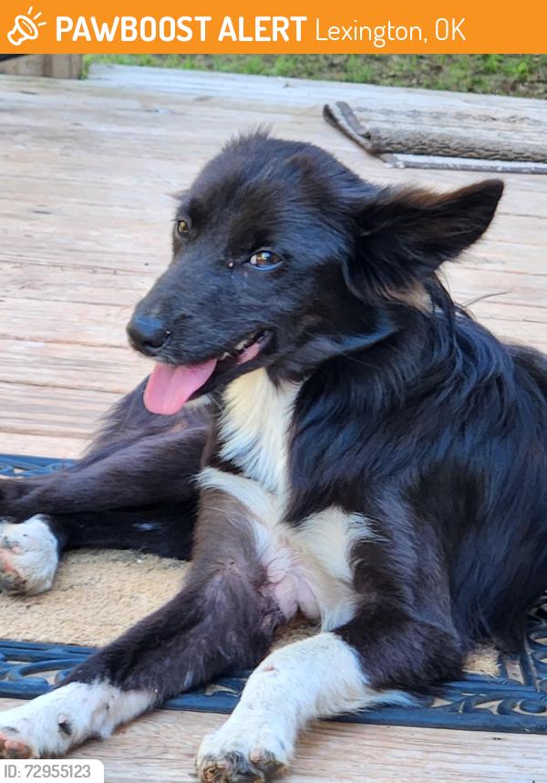 Found/Stray Unknown Dog last seen Northwood Dr and Banner Rd, Lexington, OK 73051