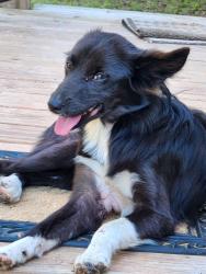 Found/Stray Unknown Dog last seen Northwood Dr and Banner Rd, Lexington, OK 73051