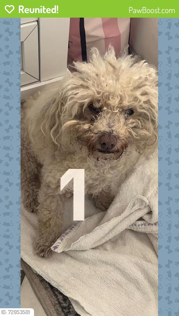 Reunited Male Dog last seen between Adobe ln and Cresthill Rd, on N 2nd st, El Cajon, CA 92021