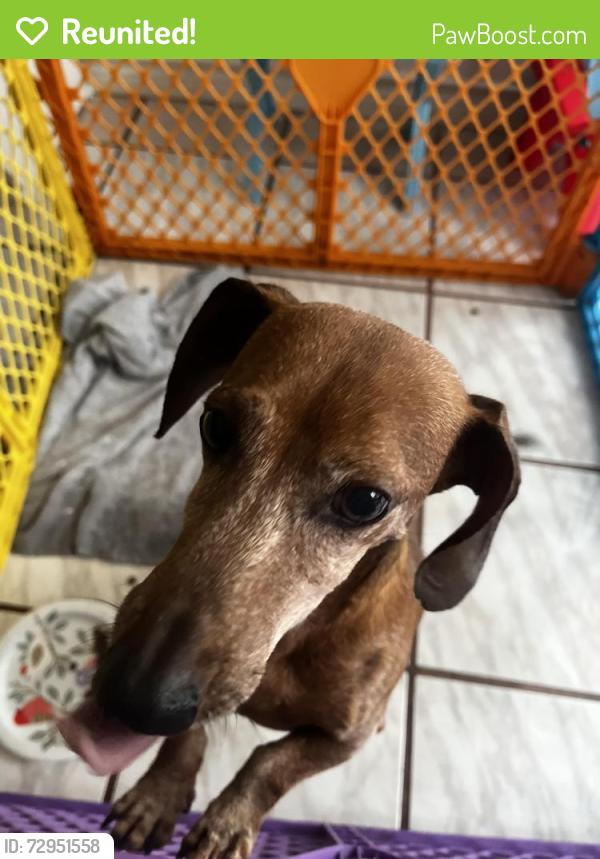 Reunited Male Dog last seen Skybird and Crescent Moon, Houston, TX 77064