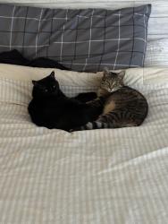 Reunited Female Cat last seen Bigtooth maple, Colorado Springs, CO 80925