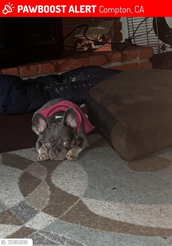 Lost Female Dog last seen Taper ave, Compton, CA 90220