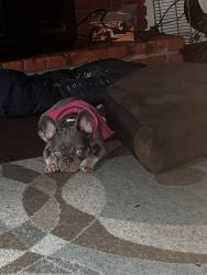 Lost Female Dog last seen Taper ave, Compton, CA 90220