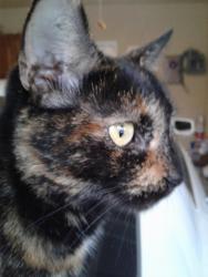 Lost Female Cat last seen Dennet st/ Woods Country Ave , Brownsville, TX 78526