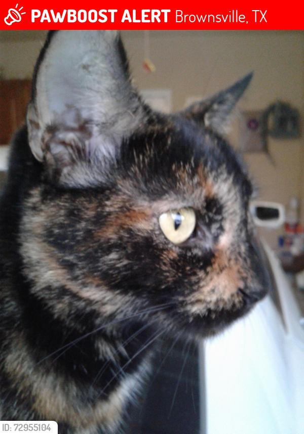 Lost Female Cat last seen Dennet st/ Woods Country Ave , Brownsville, TX 78526