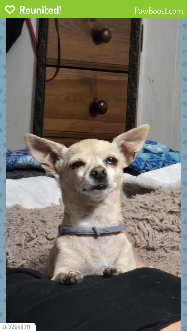 Reunited Female Dog last seen North ave / Clara ave Fresno , Fresno, CA 93706