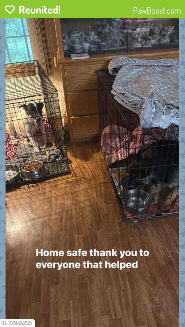 Reunited Male Dog last seen In between Stedman rd and treat mountain rd, Haralson County, GA 30113