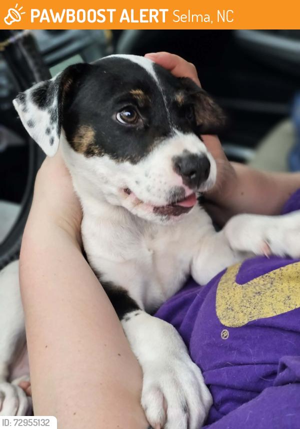 Found/Stray Male Dog last seen West Oak and Anderson near Brack Wilson park., Selma, NC 27576