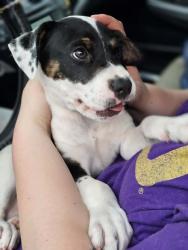 Found/Stray Male Dog last seen West Oak and Anderson near Brack Wilson park., Selma, NC 27576