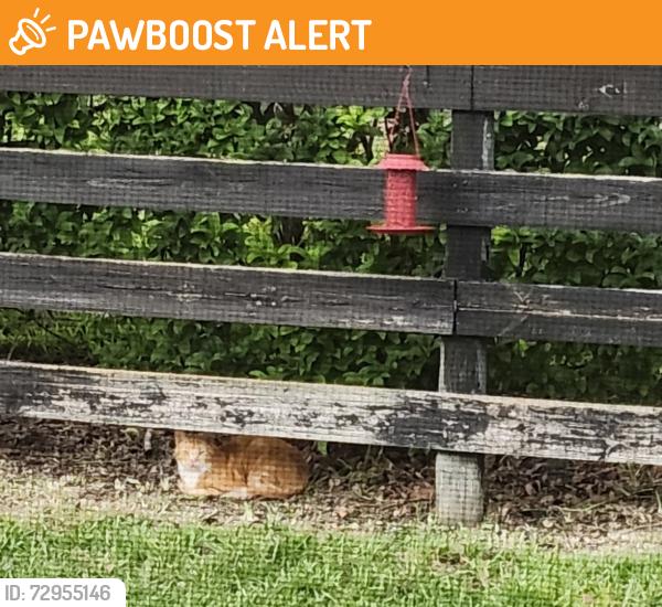 Found/Stray Unknown Cat last seen JB Ranch Subdivision/ SW 60th, On Top of the World, FL 34481