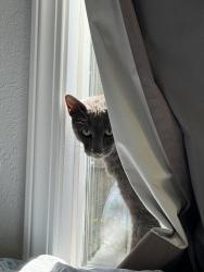Reunited Male Cat last seen Near two rivers elementary , Springfield, OR 97477