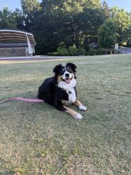 Reunited Female Dog last seen Between 9 and 10 mile, Rockford, MI 49341