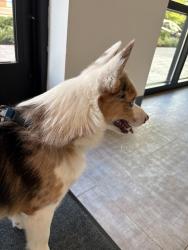 Reunited Male Dog last seen Westfield and Winterfield rd, Midlothian, VA 23113