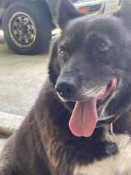 Found/Stray Female Dog last seen West lone star ave, Cleburne, TX 76033
