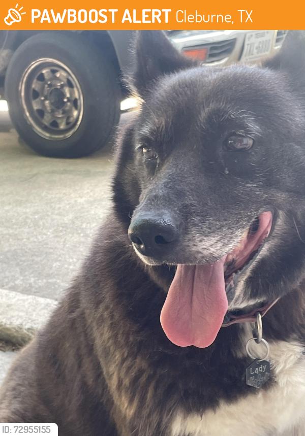 Found/Stray Female Dog last seen West lone star ave, Cleburne, TX 76033