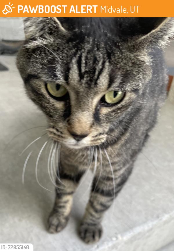 Found/Stray Unknown Cat last seen Near s & balboa dr, Midvale, UT 84047