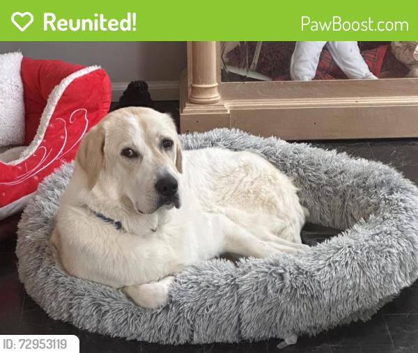 Reunited Female Dog last seen Mexico Road and Washington’s Crossing Across from Rock Creek Elementary School , O'Fallon, MO 63366