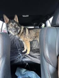 Found/Stray Male Dog last seen Near power plant and bridge area., Mooresville, NC 28115