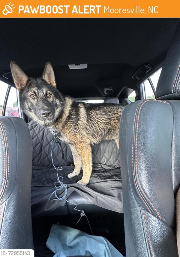 Found/Stray Male Dog last seen Near power plant and bridge area., Mooresville, NC 28115