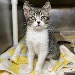 Shelter Stray Male Cat last seen , Palm Springs, CA 92264