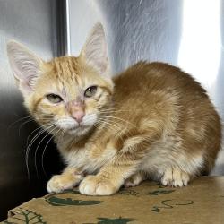 Shelter Stray Female Cat last seen , Palm Springs, CA 92264
