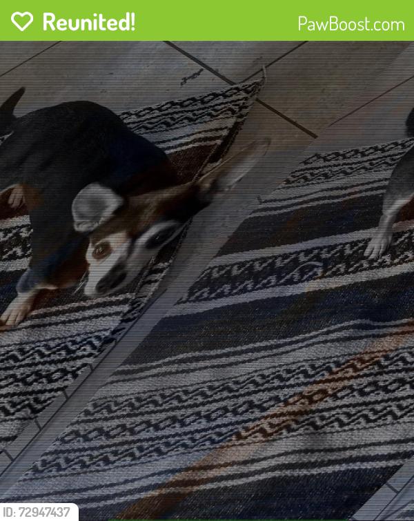Reunited Unknown Dog last seen sprouts governor dr 92122, San Diego, CA 92122