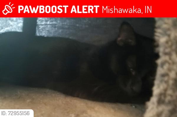 Lost Male Cat last seen Douglas , Mishawaka, IN 46545