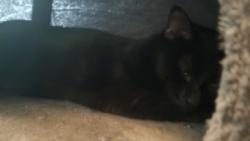 Lost Male Cat last seen Douglas , Mishawaka, IN 46545
