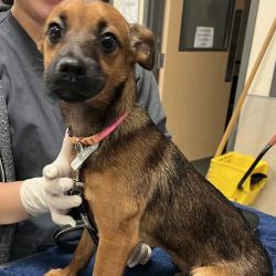 Shelter Stray Male Dog last seen , Jacksonville, FL 32216