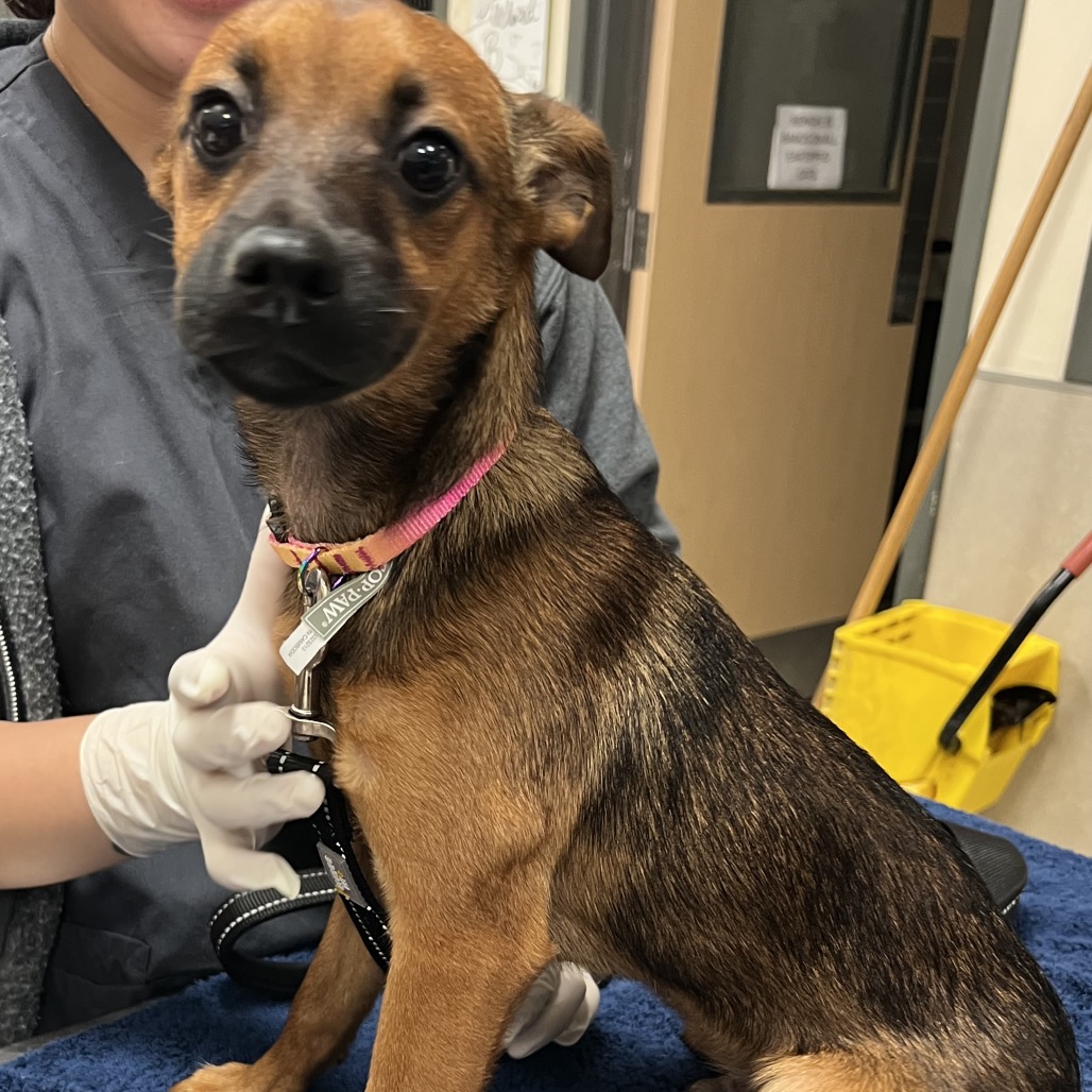 Shelter Stray Male Dog last seen , Jacksonville, FL 32216