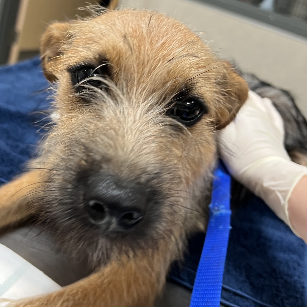 Shelter Stray Male Dog last seen , Jacksonville, FL 32216