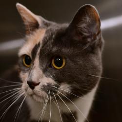 Shelter Stray Female Cat last seen , Ottawa, KS 66067
