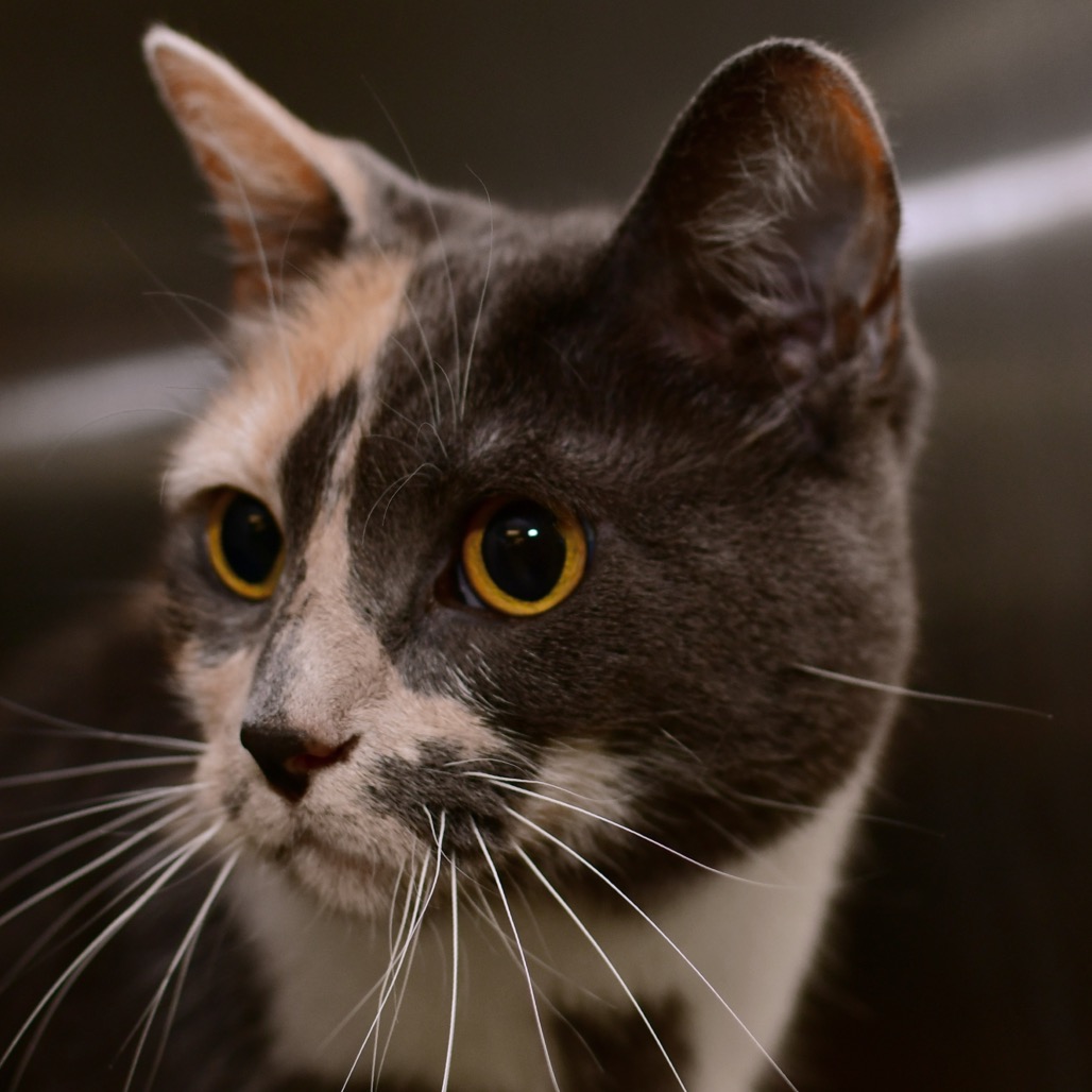 Shelter Stray Female Cat last seen , Ottawa, KS 66067
