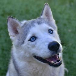 Shelter Stray Female Dog last seen , Ottawa, KS 66067