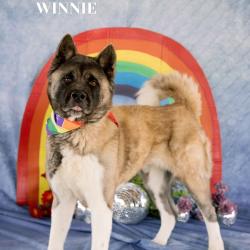 Shelter Stray Female Dog last seen , Philadelphia, PA 19140
